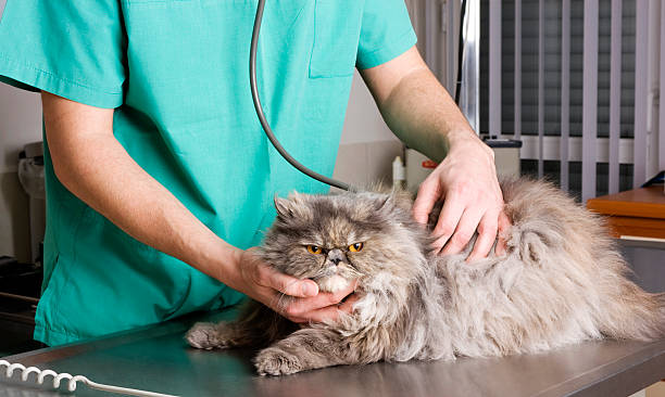 Persian Getting Check Up